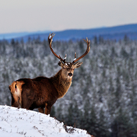 Buy canvas prints of  Red Deer Stag by Macrae Images