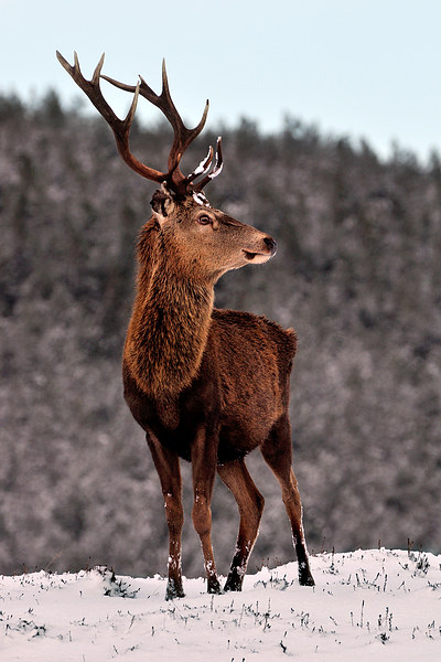  Red Deer Stag Picture Board by Macrae Images