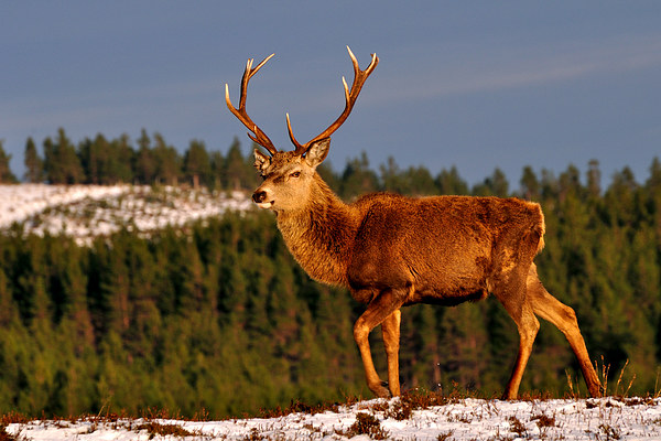 Stag in the Winter Sun Picture Board by Macrae Images