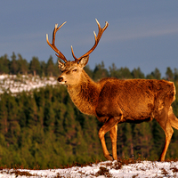 Buy canvas prints of Stag in the Winter Sun by Macrae Images