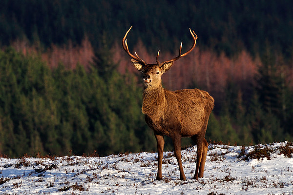  Red Deer Stag Picture Board by Macrae Images