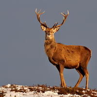 Buy canvas prints of  Royal Stag by Macrae Images