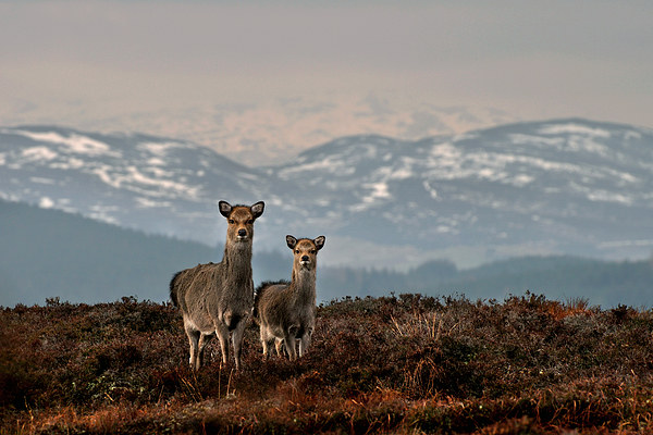    Sika Deer Picture Board by Macrae Images