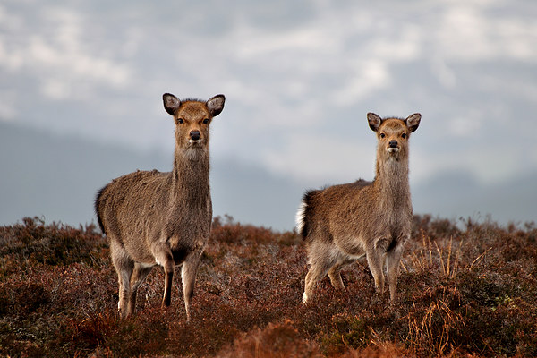  Sika Deer Picture Board by Macrae Images