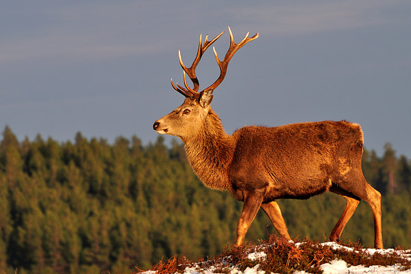 Red Deer Stag in the Winter Sun Picture Board by Macrae Images