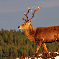 Buy canvas prints of Red Deer Stag in the Winter Sun by Macrae Images