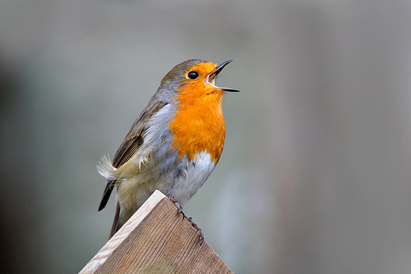  Robin Song Picture Board by Macrae Images