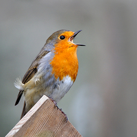 Buy canvas prints of  Robin Song by Macrae Images