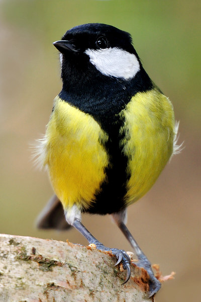  Great Tit Picture Board by Macrae Images