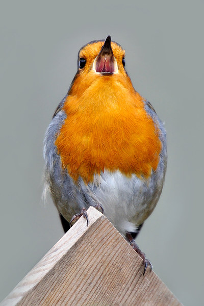  Robin in Song Picture Board by Macrae Images