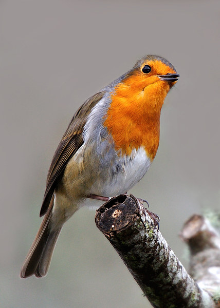   Robin Picture Board by Macrae Images