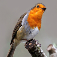 Buy canvas prints of   Robin by Macrae Images