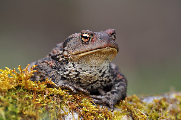  Toad Picture Board by Macrae Images
