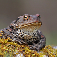 Buy canvas prints of  Toad by Macrae Images