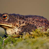 Buy canvas prints of   Toad by Macrae Images