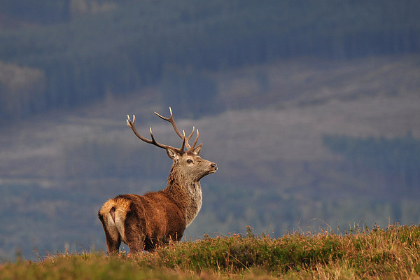 Red Deer Stag Picture Board by Macrae Images