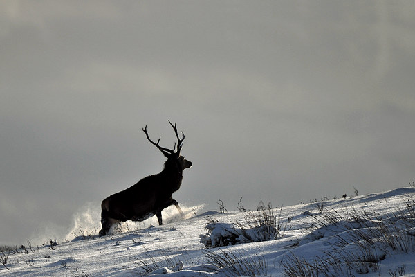  Stag in Snow Picture Board by Macrae Images