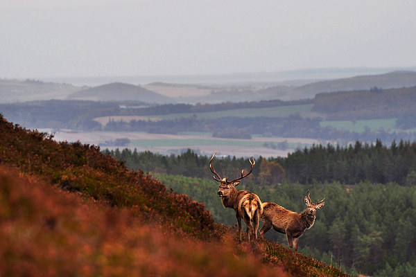  Red Deer in the Highlands Picture Board by Macrae Images
