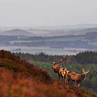 Buy canvas prints of  Red Deer in the Highlands by Macrae Images