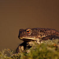 Buy canvas prints of    Toad by Macrae Images