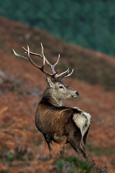    Red Deer Stag Picture Board by Macrae Images