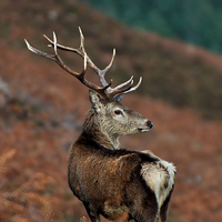 Buy canvas prints of    Red Deer Stag by Macrae Images