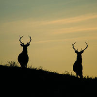 Buy canvas prints of Red Deer Stags  by Macrae Images