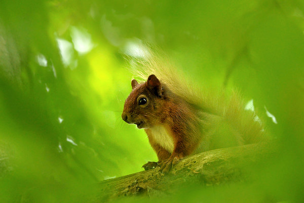  Red Squirrel  Picture Board by Macrae Images