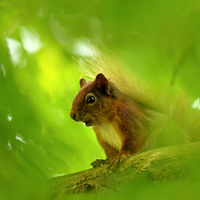 Buy canvas prints of  Red Squirrel  by Macrae Images