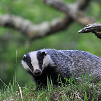Buy canvas prints of  Badger by Macrae Images