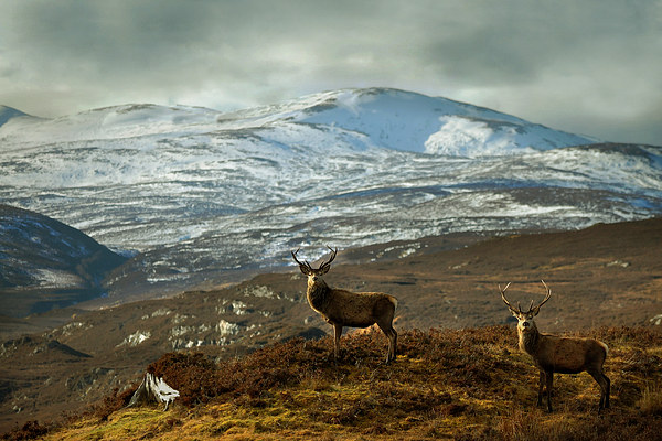  Highland Stags Picture Board by Macrae Images