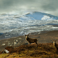 Buy canvas prints of  Highland Stags by Macrae Images