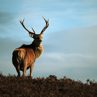 Buy canvas prints of  Red Deer Stag by Macrae Images