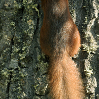 Buy canvas prints of   Red Squirrel  by Macrae Images