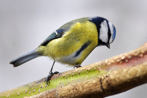    Blue Tit Picture Board by Macrae Images