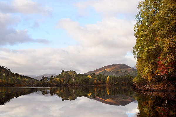 Autumn In Glen Affric Picture Board by Macrae Images