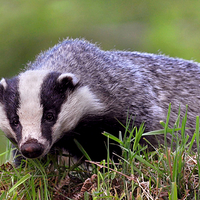 Buy canvas prints of   Badger by Macrae Images