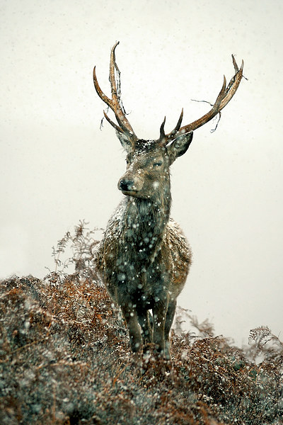  Stag In Snow Picture Board by Macrae Images