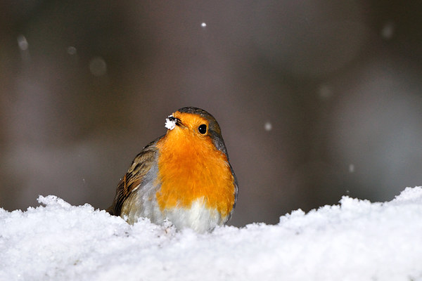  Robin in the Snow Picture Board by Macrae Images