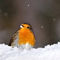 Buy canvas prints of  Robin in the Snow by Macrae Images