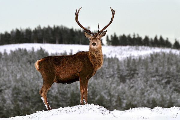   Red Deer Stag Picture Board by Macrae Images