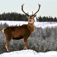 Buy canvas prints of   Red Deer Stag by Macrae Images