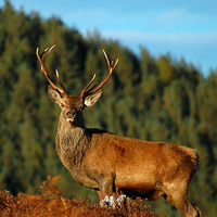 Buy canvas prints of  Red Deer Stag  by Macrae Images