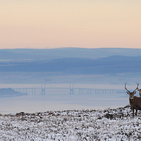 Buy canvas prints of Dawn of a New Day Above the Beauly Firth by Macrae Images