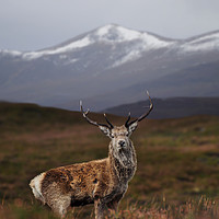 Buy canvas prints of  Red Deer Stag by Macrae Images