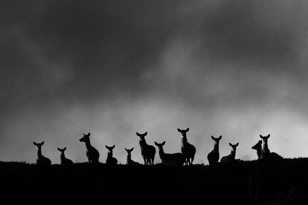 Red Deer on the Hill Picture Board by Macrae Images