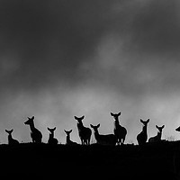 Buy canvas prints of Red Deer on the Hill by Macrae Images