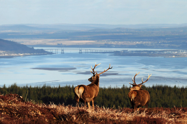 Stags Overlooking the Beauly Firth and Inverness Picture Board by Macrae Images