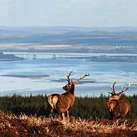Buy canvas prints of Stags Overlooking the Beauly Firth and Inverness by Macrae Images