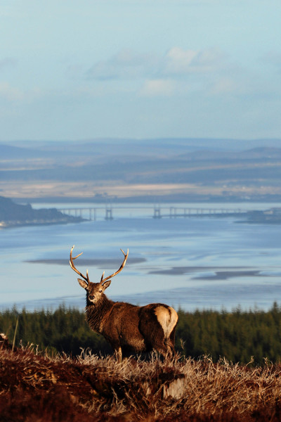 Stag Overlooking the Beauly Firth and Inverness Picture Board by Macrae Images